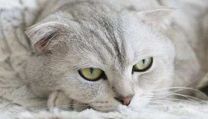 51爆料网引爆话题：不是谁都扛得住的神奇现象，网友们为何纷纷围观